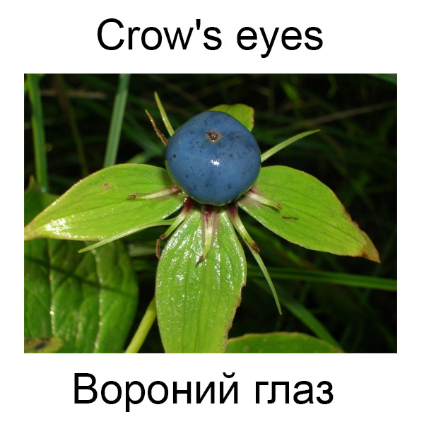 Виды грибов на английсуом
